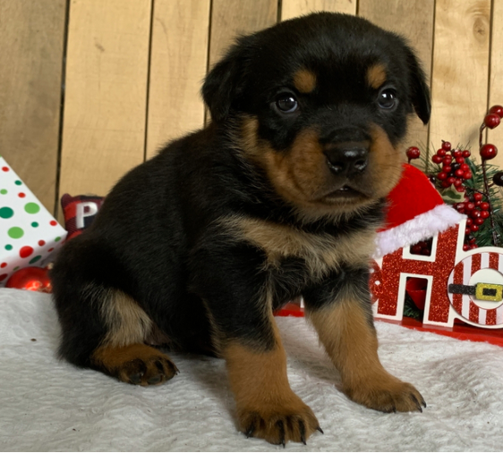 comprar cachorros sanos, baratos y asequibles para la venta